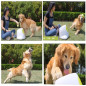 All For Paws Automatic Dog Ball Launcher: Keep Your Pup Active & Happy! All For Paws Automatic Dog Ball Launcher: Keep Your Pup Active & Happy!