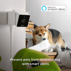Petcube, la caméra pour chien et chat