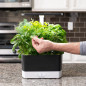 AeroGarden Harvest : Votre Jardin dIntérieur Intelligent pour Herbes et Légumes Frais AeroGarden Harvest : Votre Jardin dIntérieur Intelligent pour Herbes et Légumes Frais