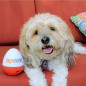 Soundcore Doggie Shusher: Portable Dog Calmer - Soothes Anxiety, USB-C Rechargeable Soundcore Doggie Shusher: Portable Dog Calmer - Soothes Anxiety, USB-C Rechargeable